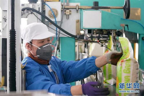 黑龍江 糧油加工企業(yè)加緊生產