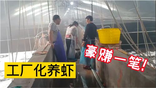工廠化養蝦喜獲豐收,12萬斤銷售額500萬 ,水產技術員帶你看養殖現場